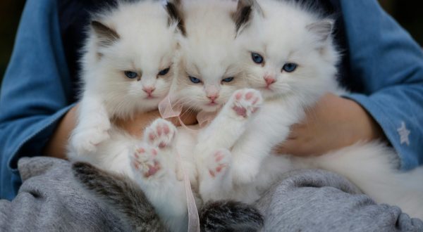 Three fluffy ragdoll kittens with blue eyes being held gently, showcasing their cuteness.